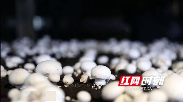 构建“四证合一”管理体系 推动食用农产品批发工厂化生产高质量发展